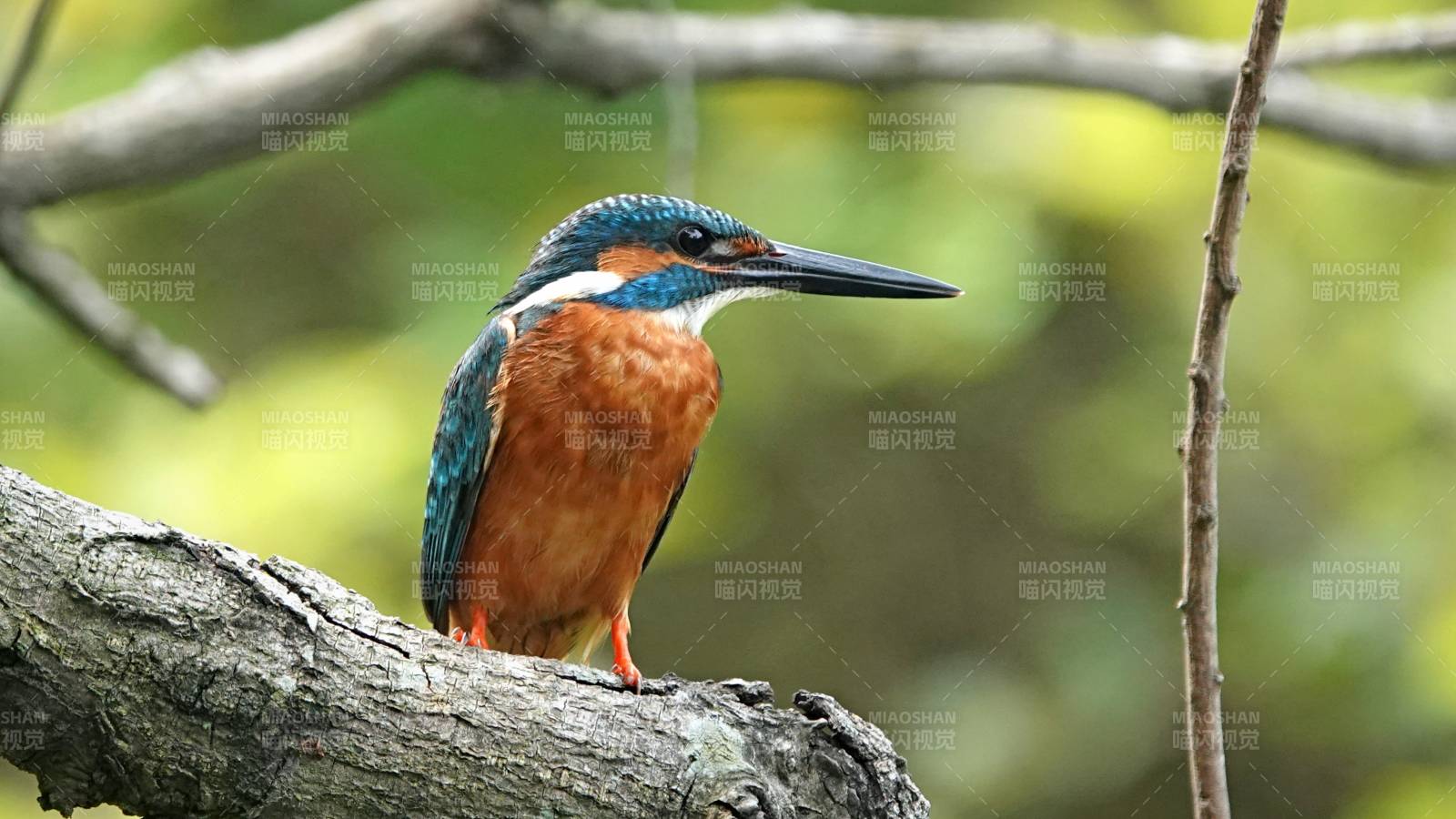翠鳥棲息樹枝上