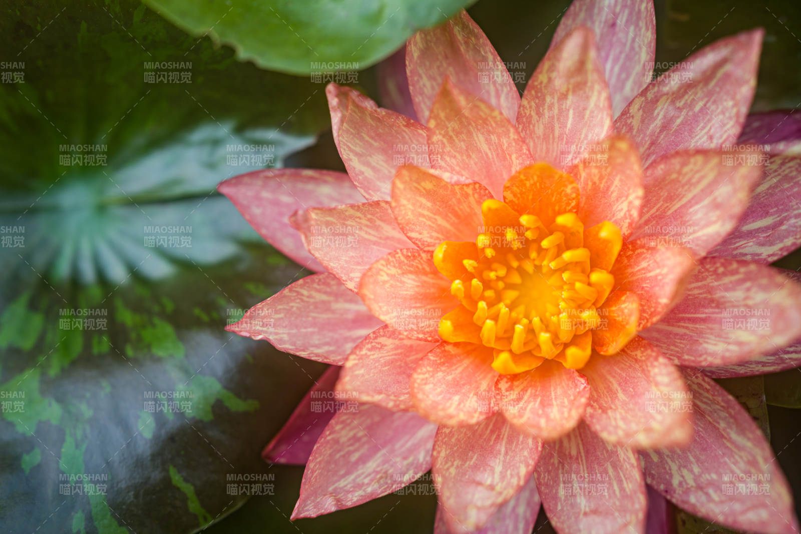 粉色蓮花綻放水中