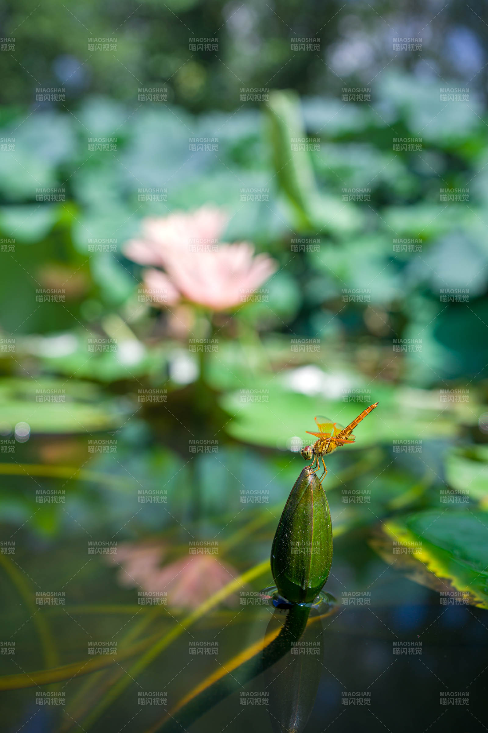 蜻蜓點(diǎn)水 蓮葉靜謐