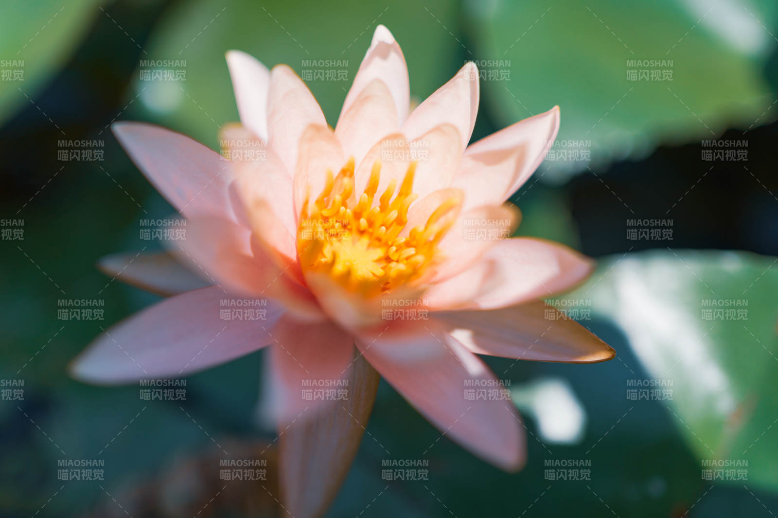 粉色蓮花綻放水中