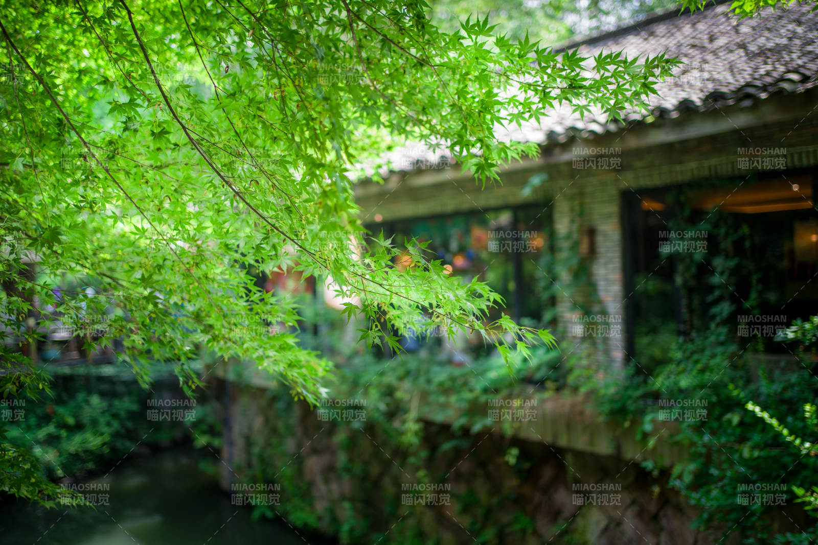 綠意盎然的庭院小景