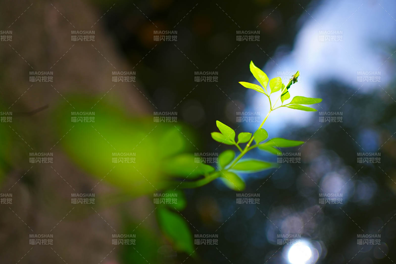 新生綠葉 自然之美