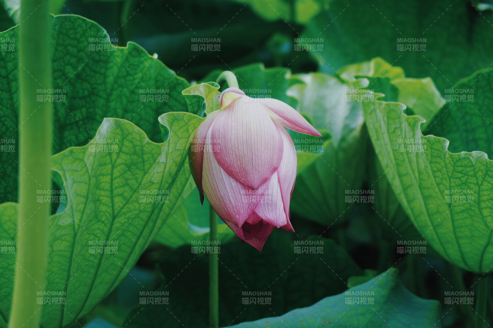 蓮花綻放 綠葉相伴