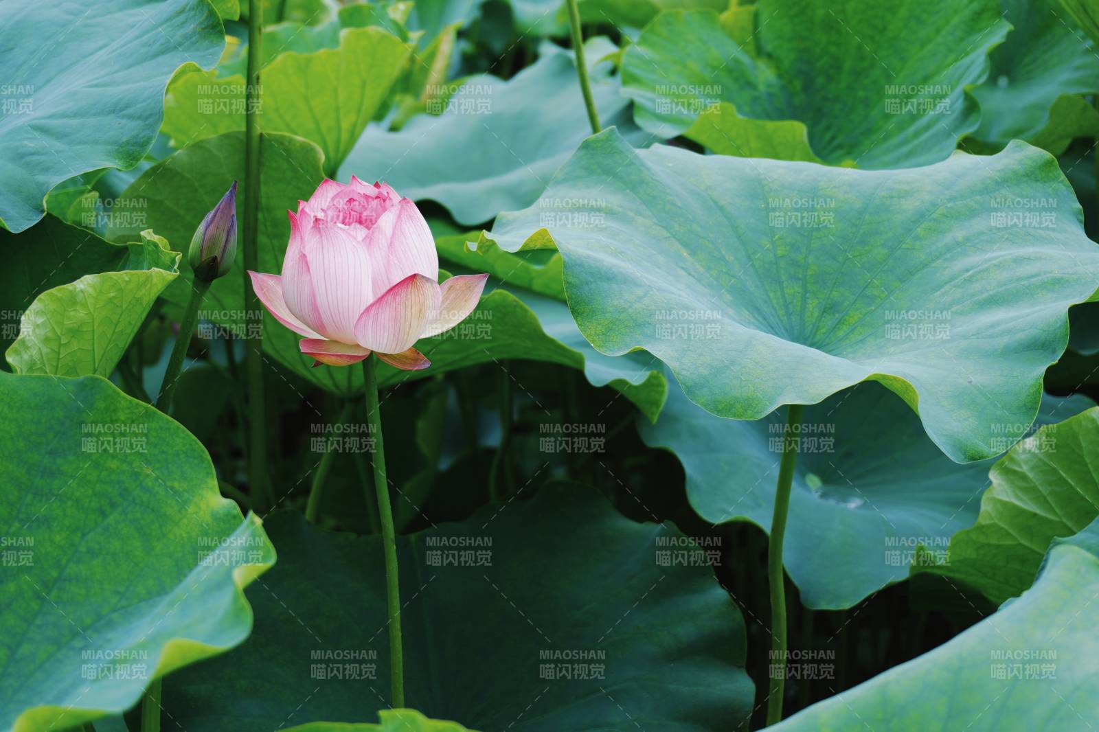 荷塘中的粉色蓮花