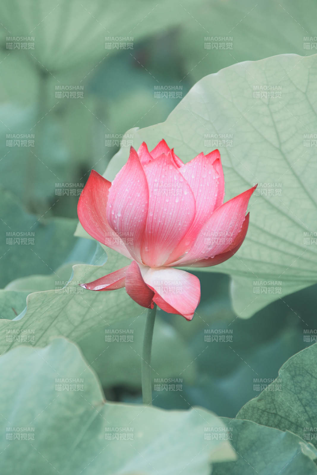 雨后荷花 清新綻放