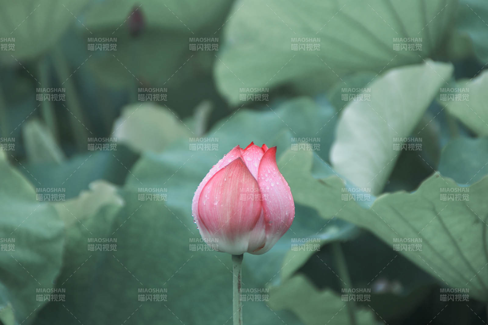 含苞待放的蓮花