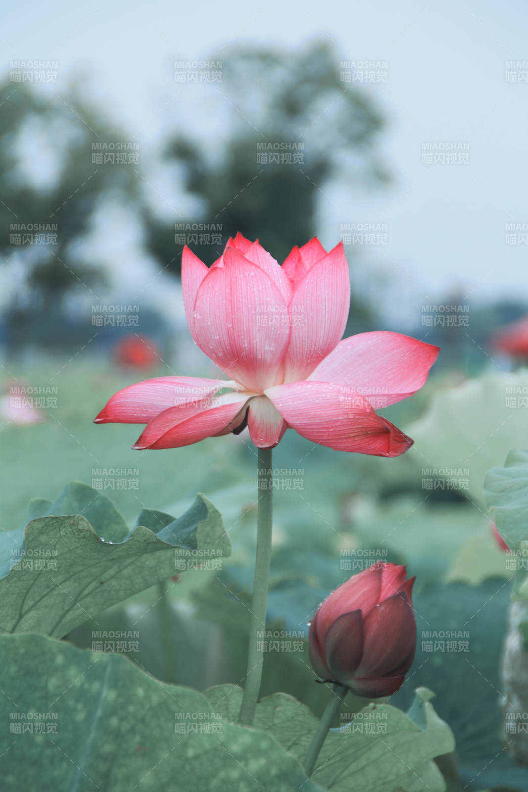 荷花綻放 清新雅致