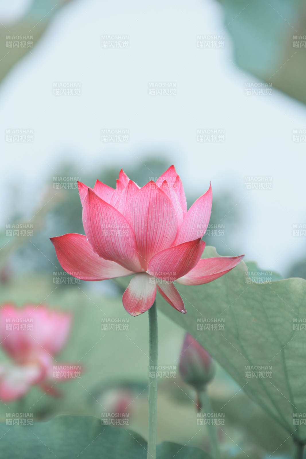 粉紅蓮花靜謐綻放