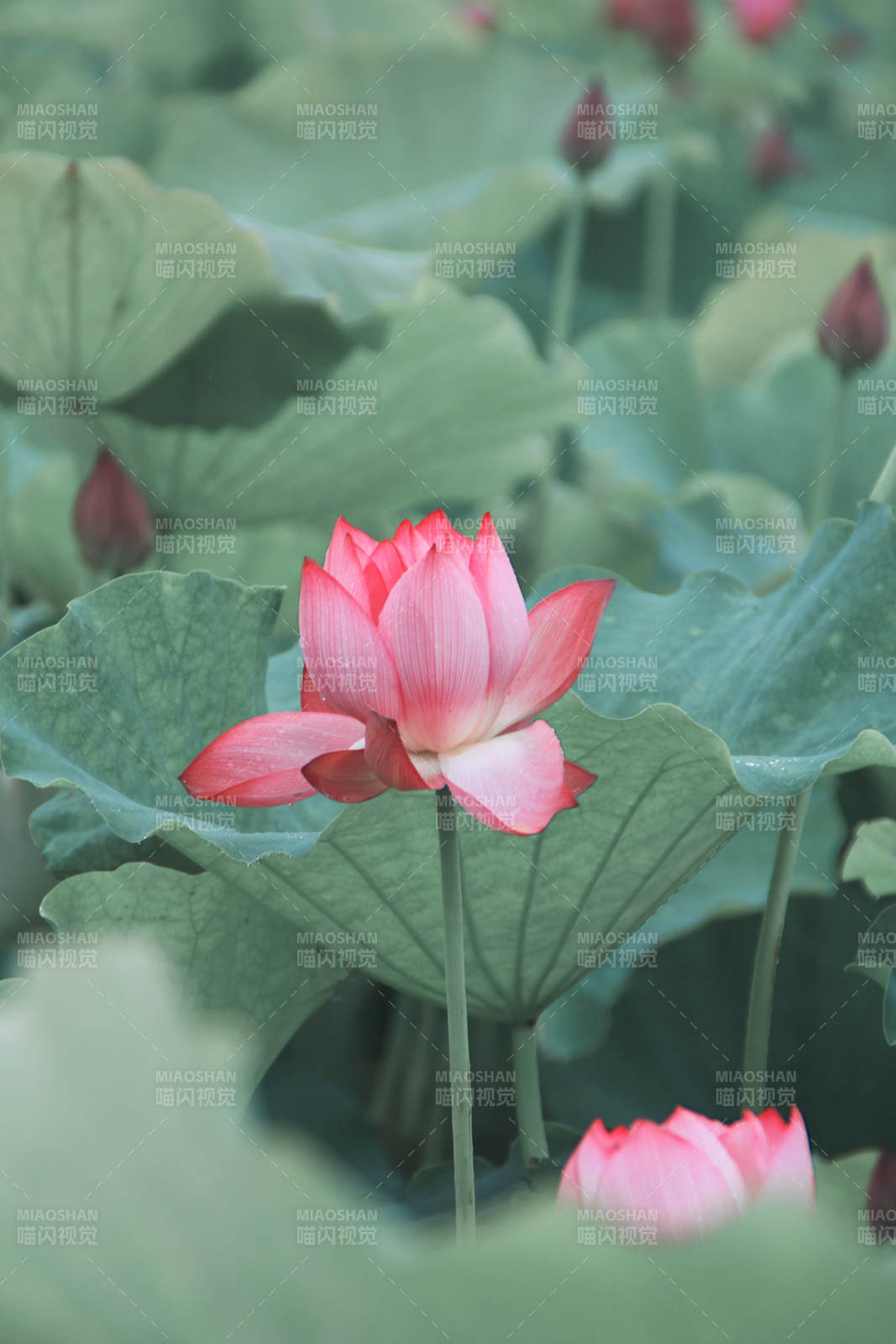 荷塘中的粉色蓮花