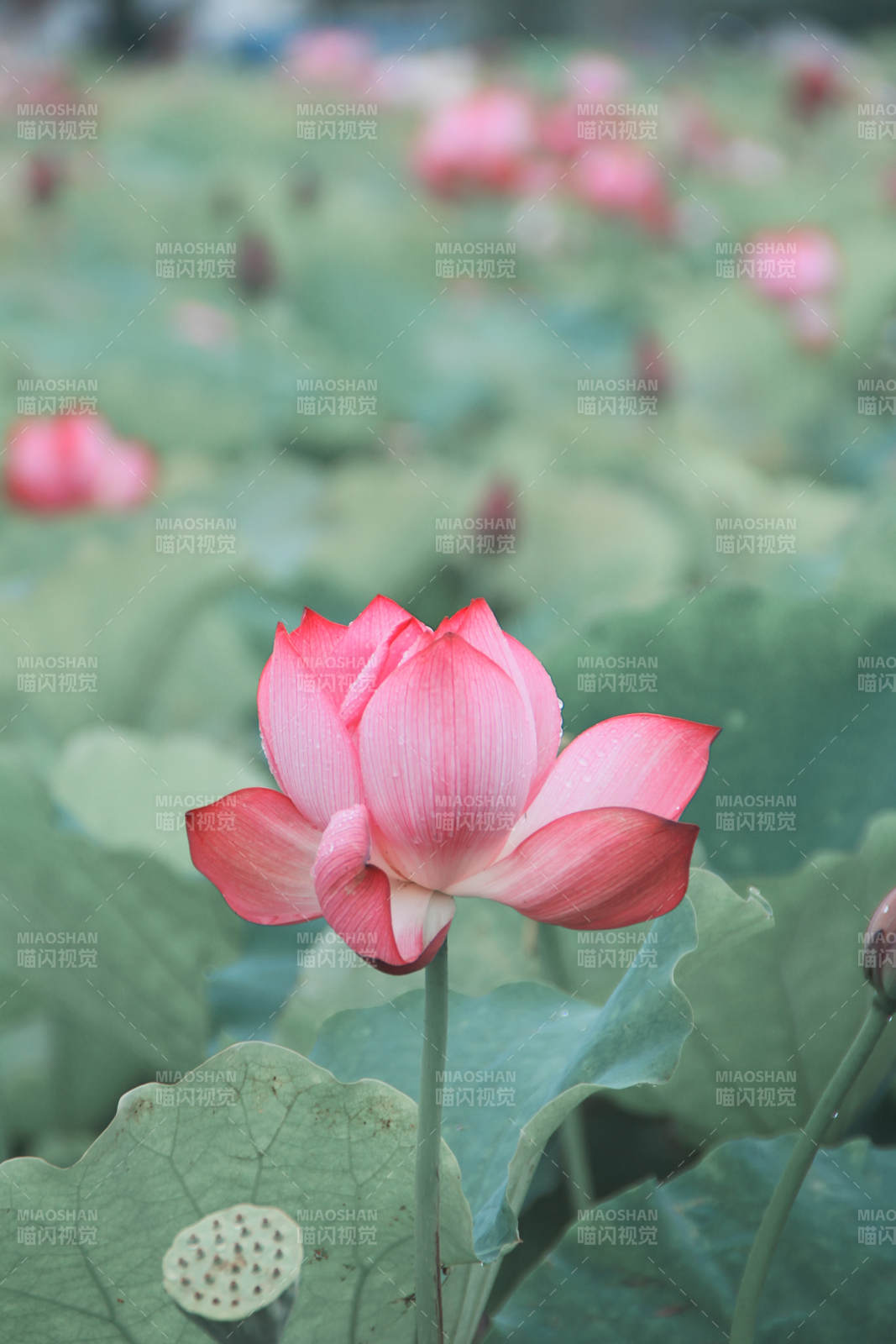 池塘中的粉紅蓮花