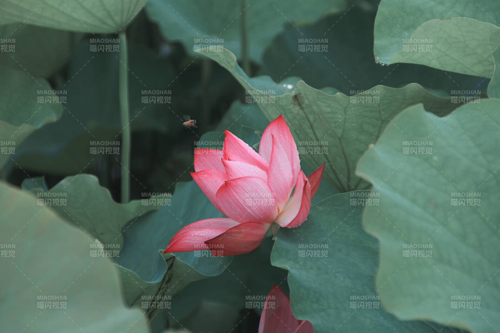 荷花綻放 綠葉相伴
