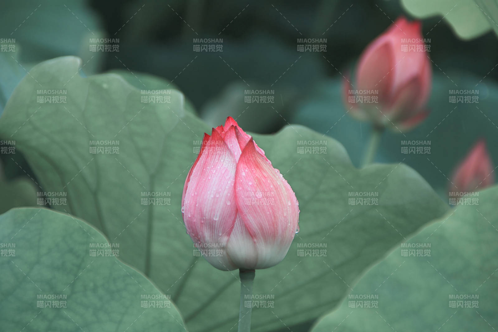 含苞待放的蓮花