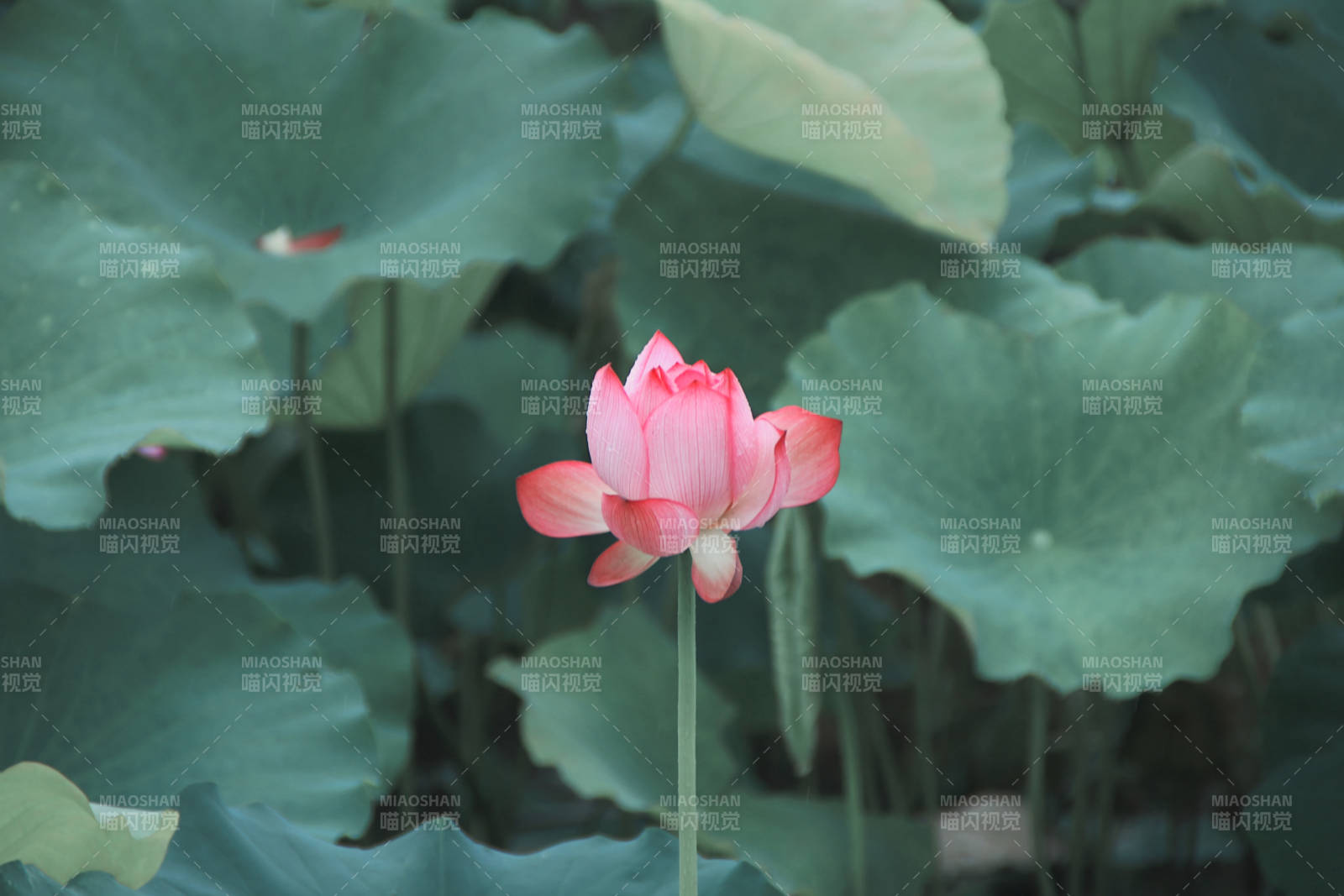 池中蓮花靜謐綻放