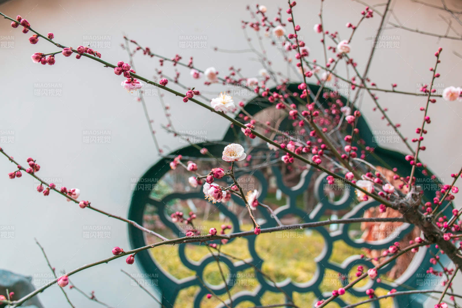 梅花綻放 窗影映襯