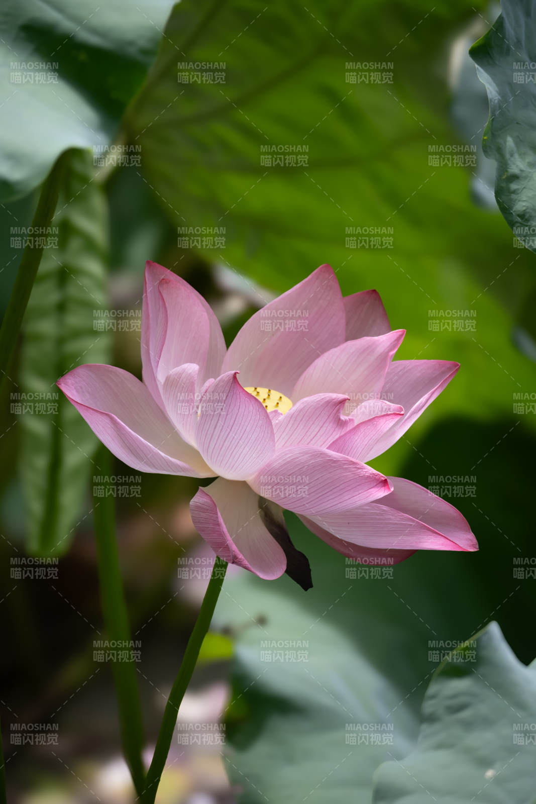 粉嫩蓮花映綠葉