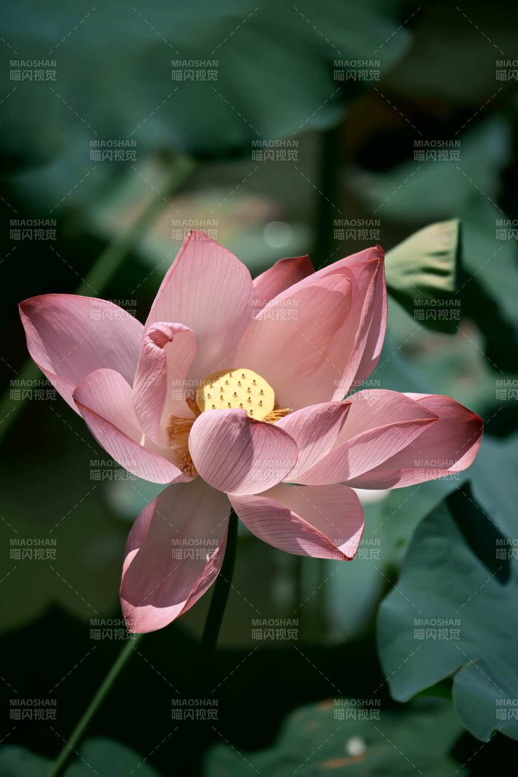 粉嫩蓮花映綠葉