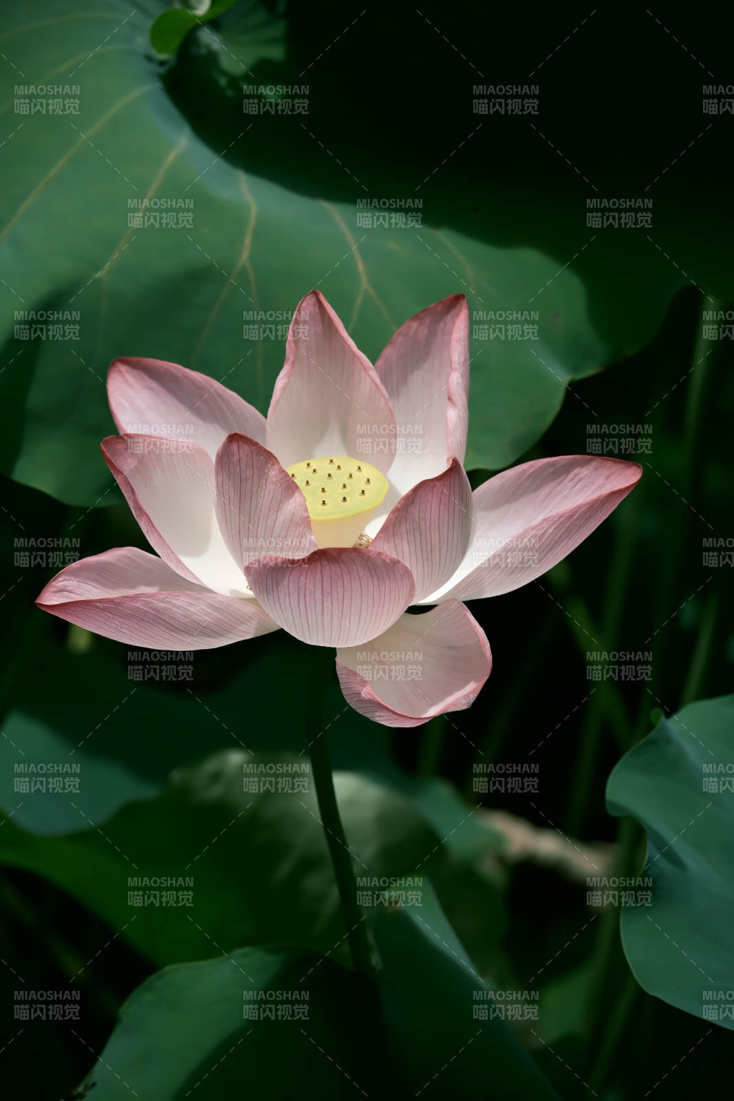 蓮花綻放 靜謐之美
