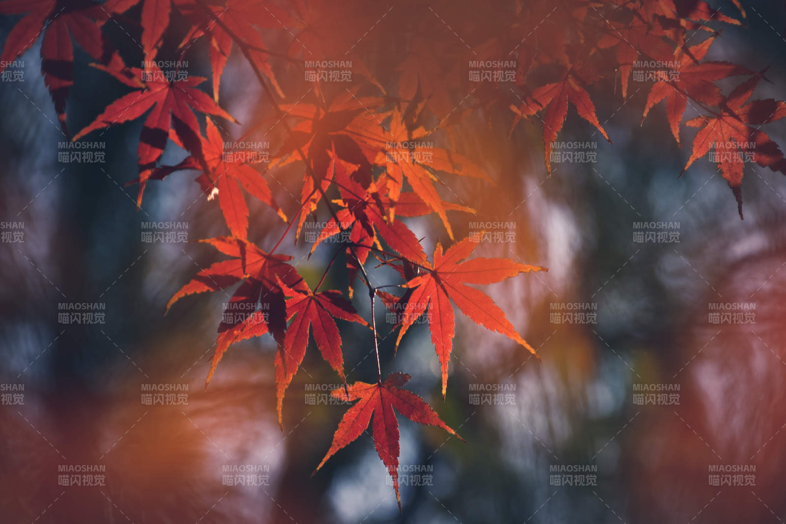 秋日紅葉映夕陽