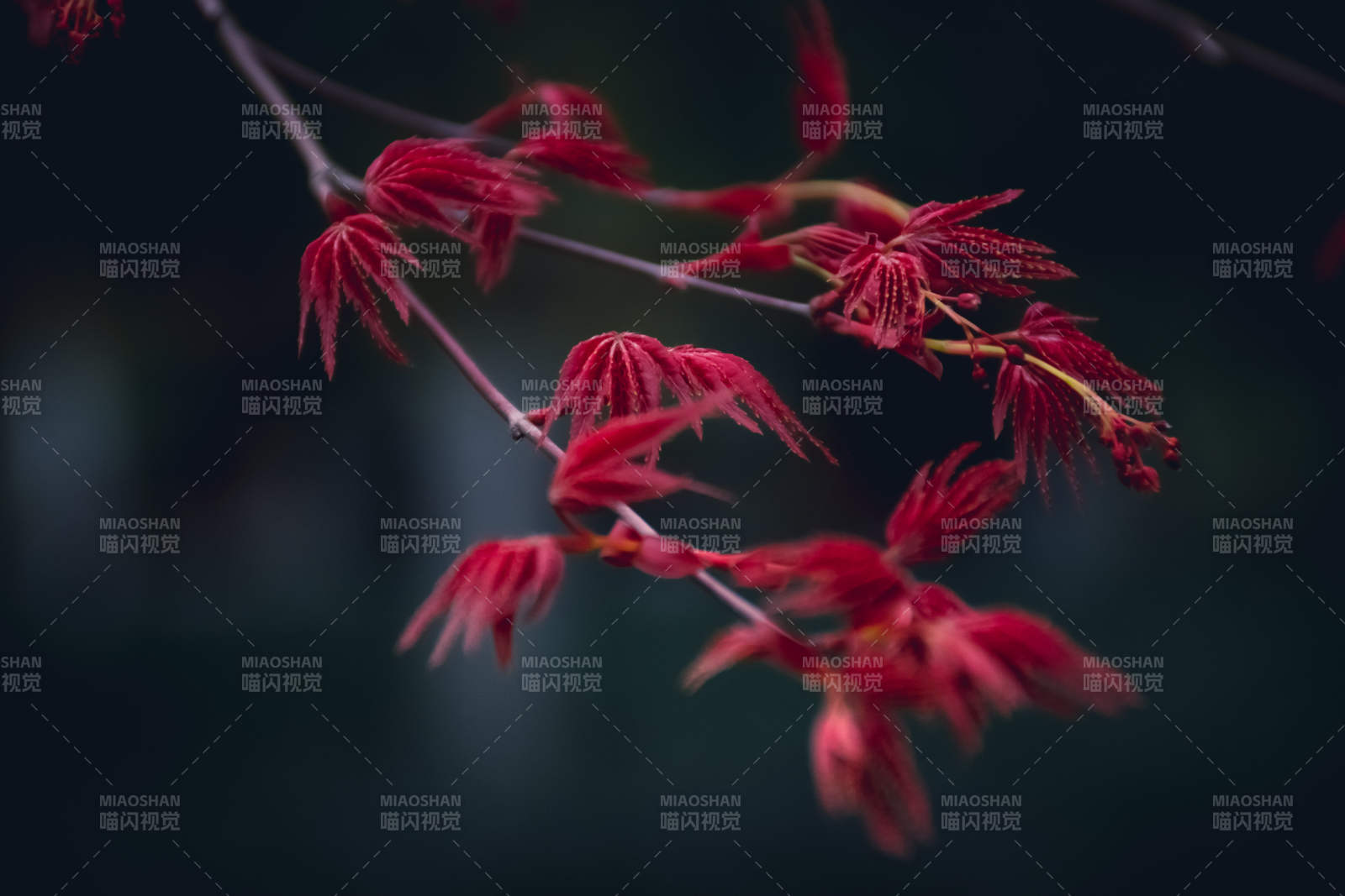 紅葉枝頭 秋意濃情