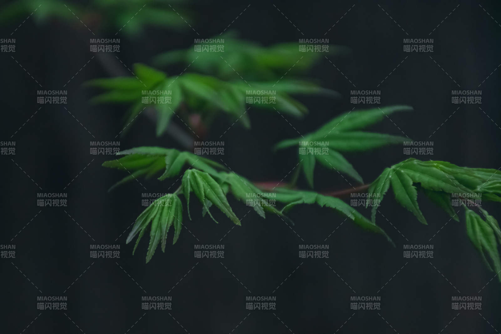 新綠枝葉 靜謐自然