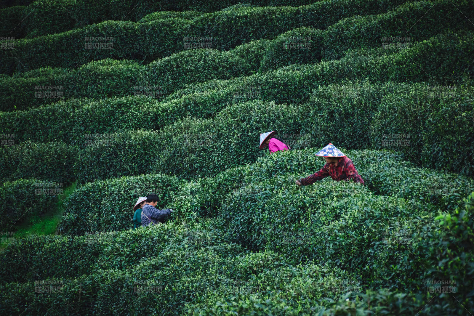 茶園采茶忙