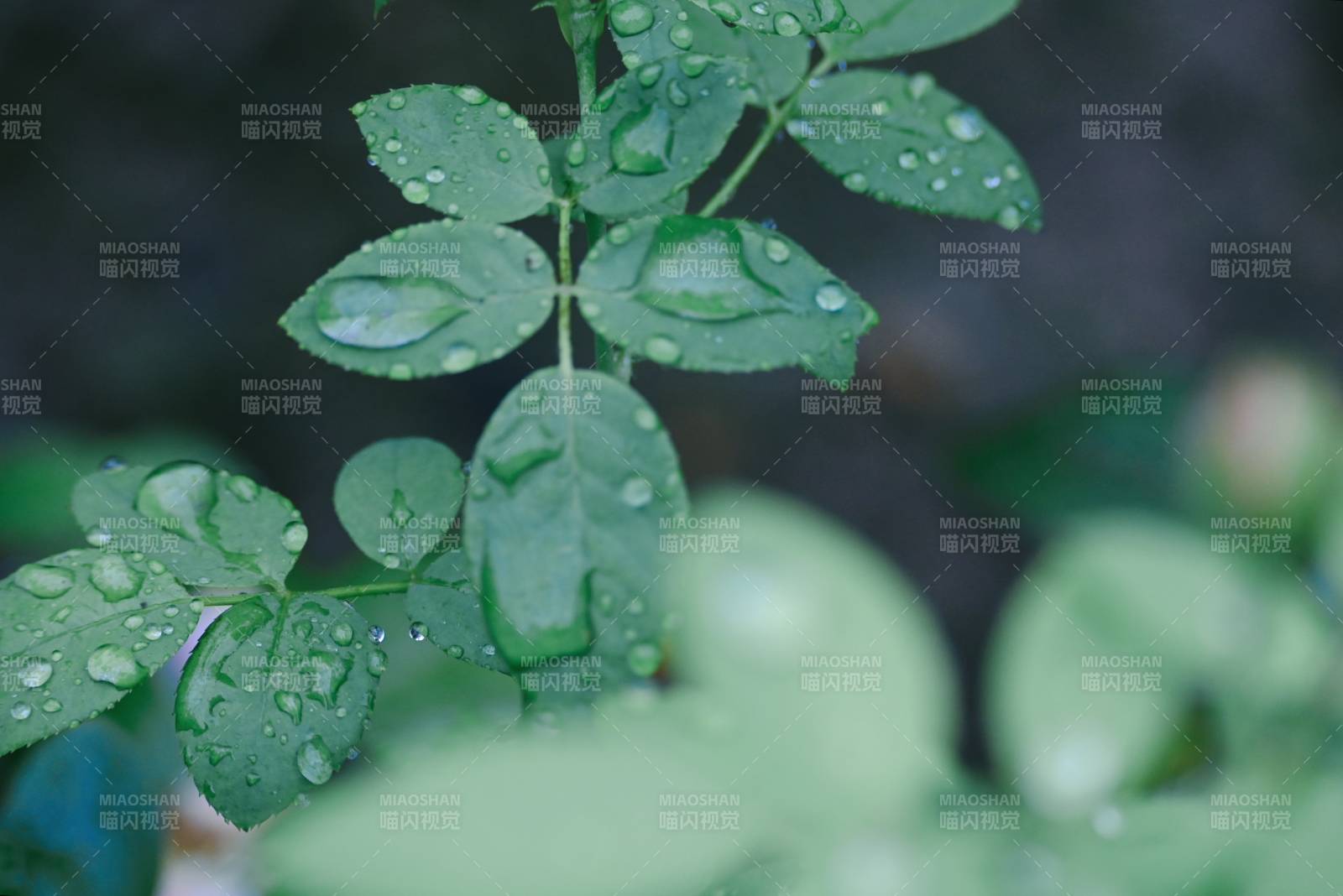 雨后綠葉上的水珠