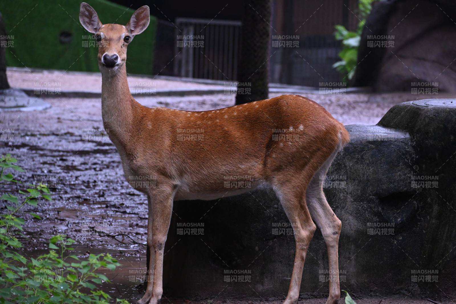 雨中鹿影 自然之美