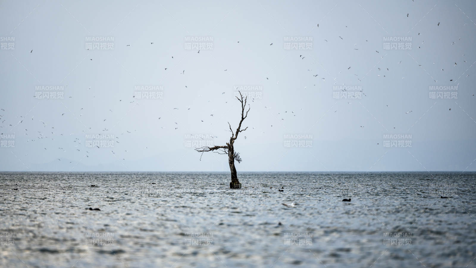 孤樹水中立 群鳥繞飛舞