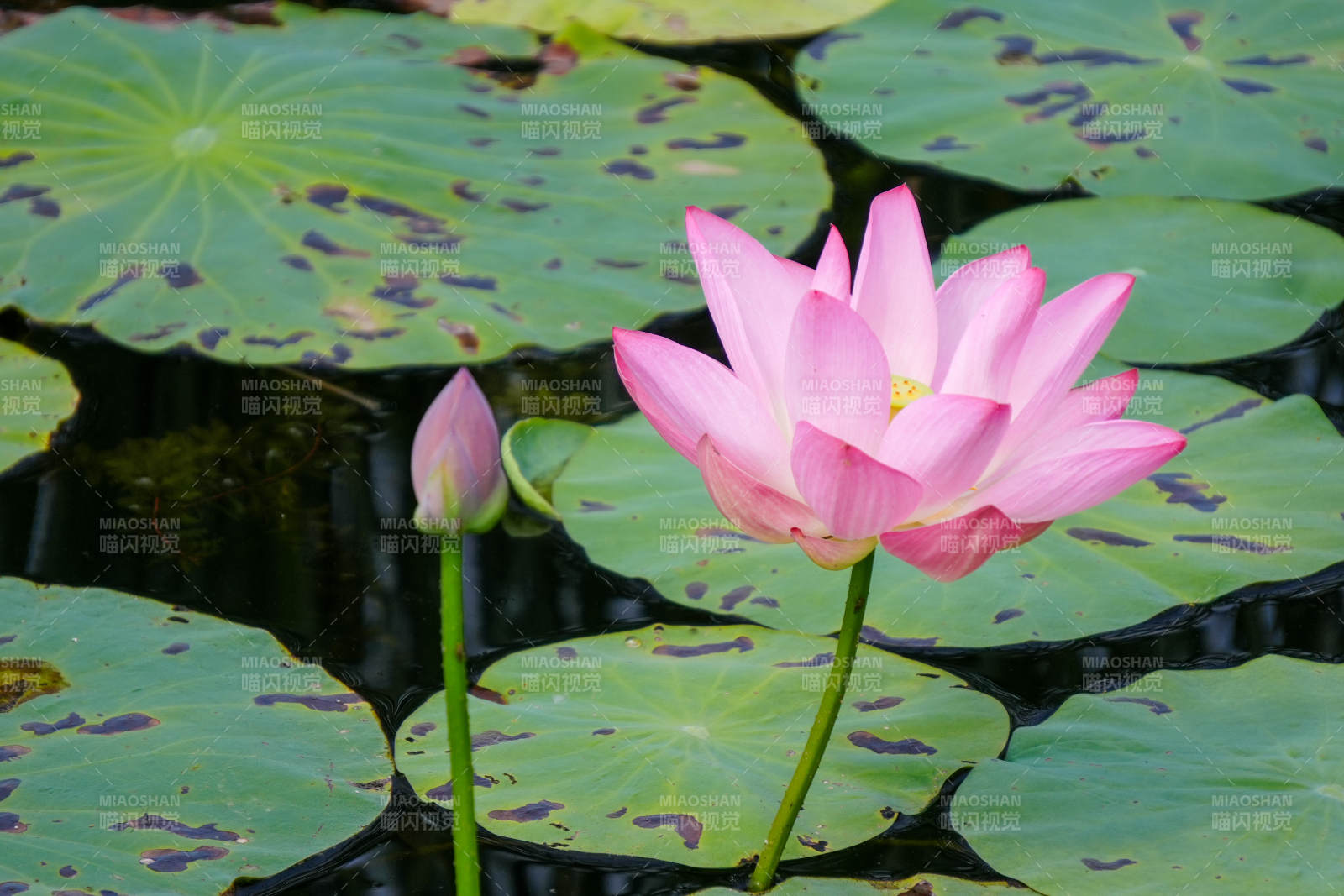 池塘中的粉色蓮花