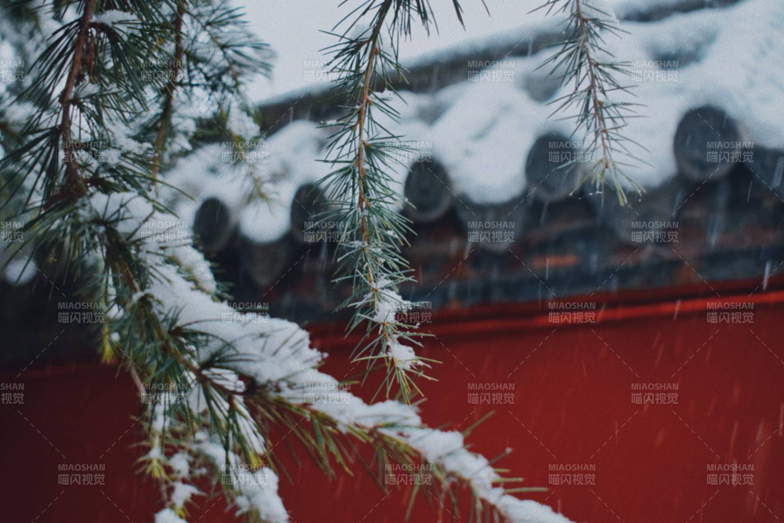 雪落松枝映紅墻
