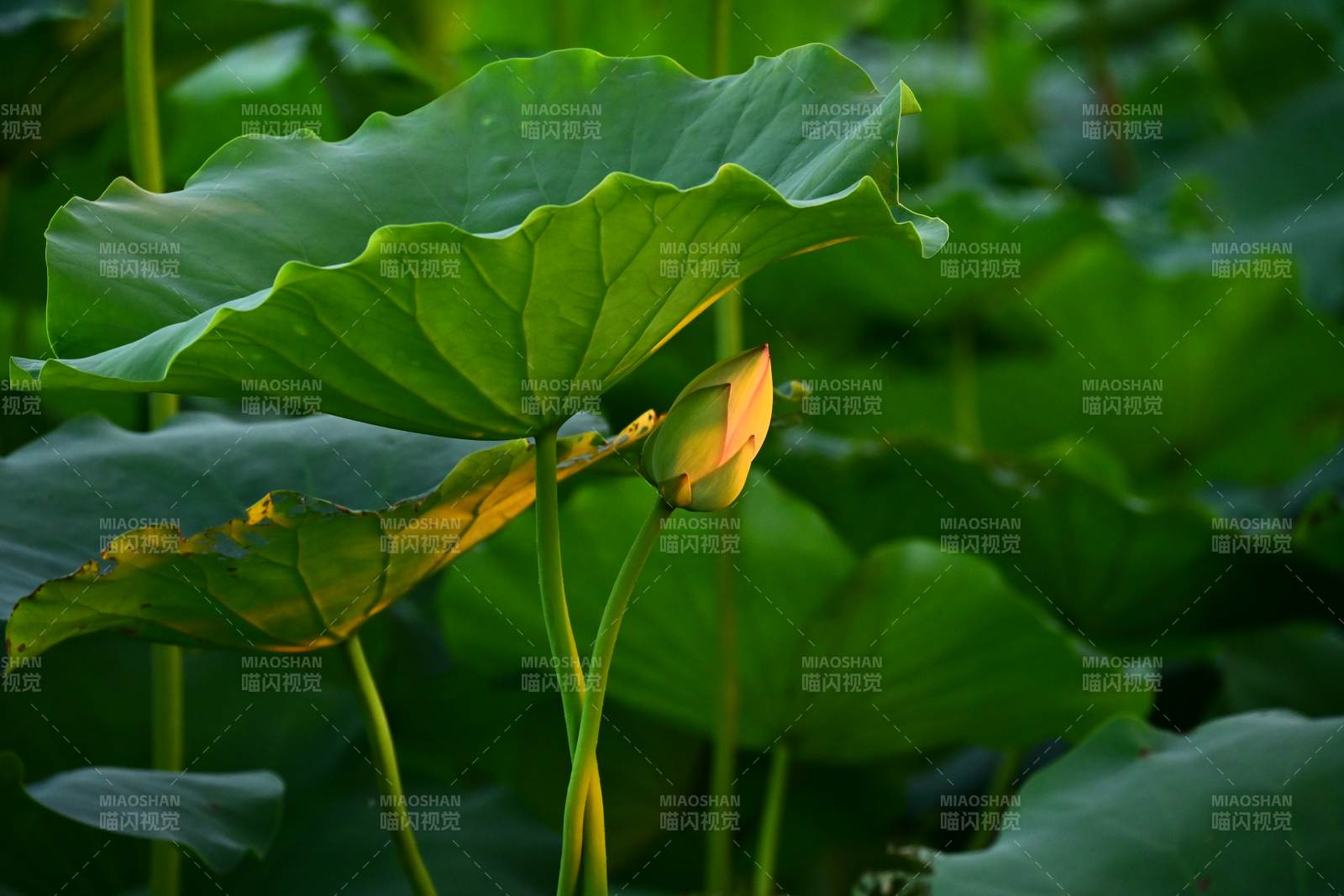 荷葉映襯蓮花初綻