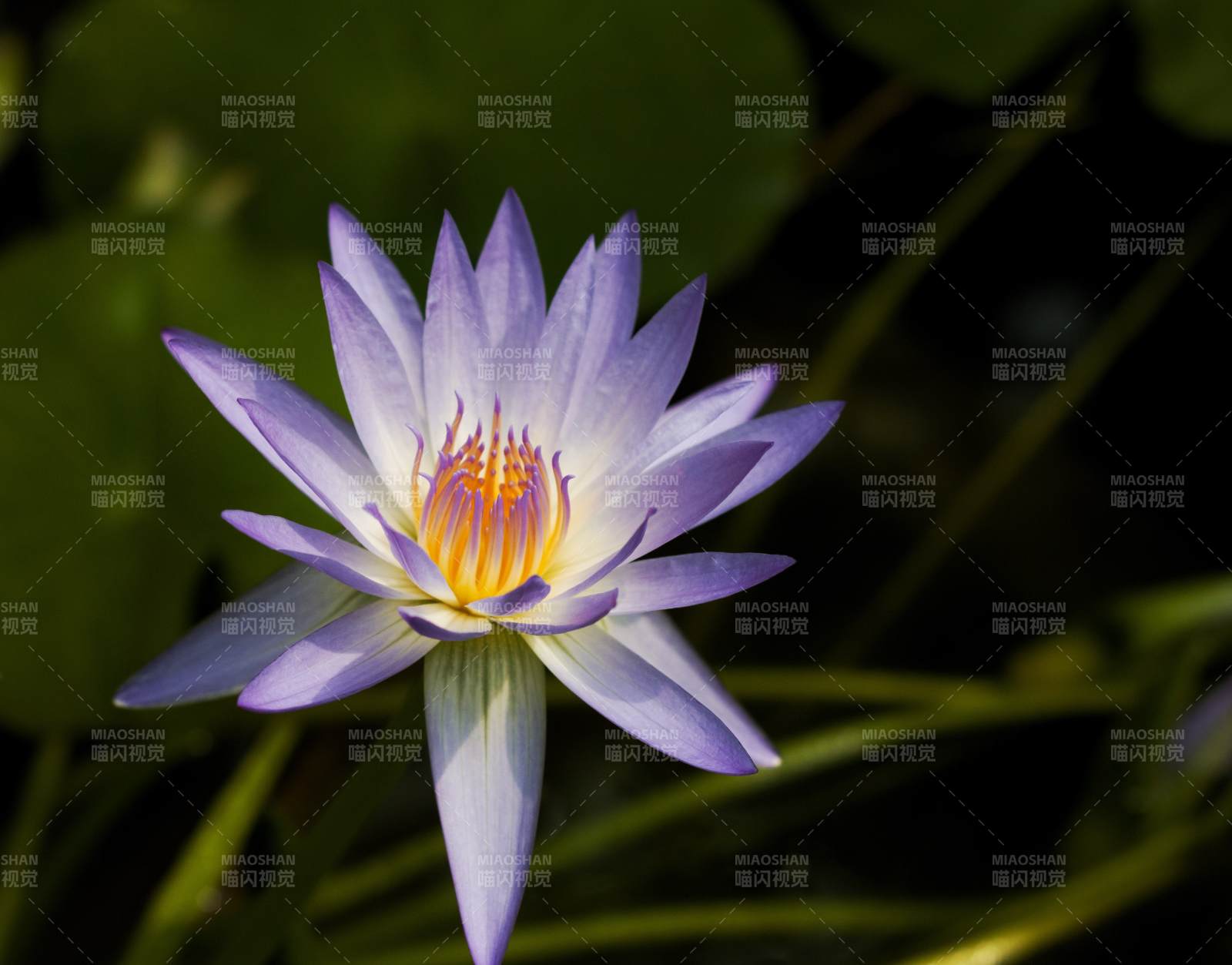 紫色蓮花綻放水中