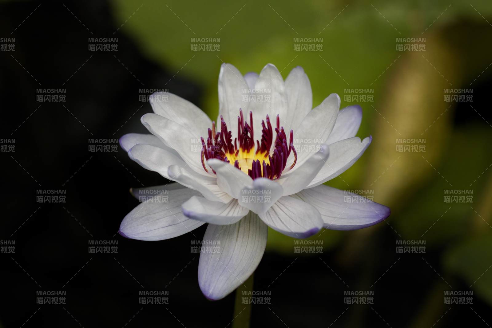 潔白蓮花靜謐綻放