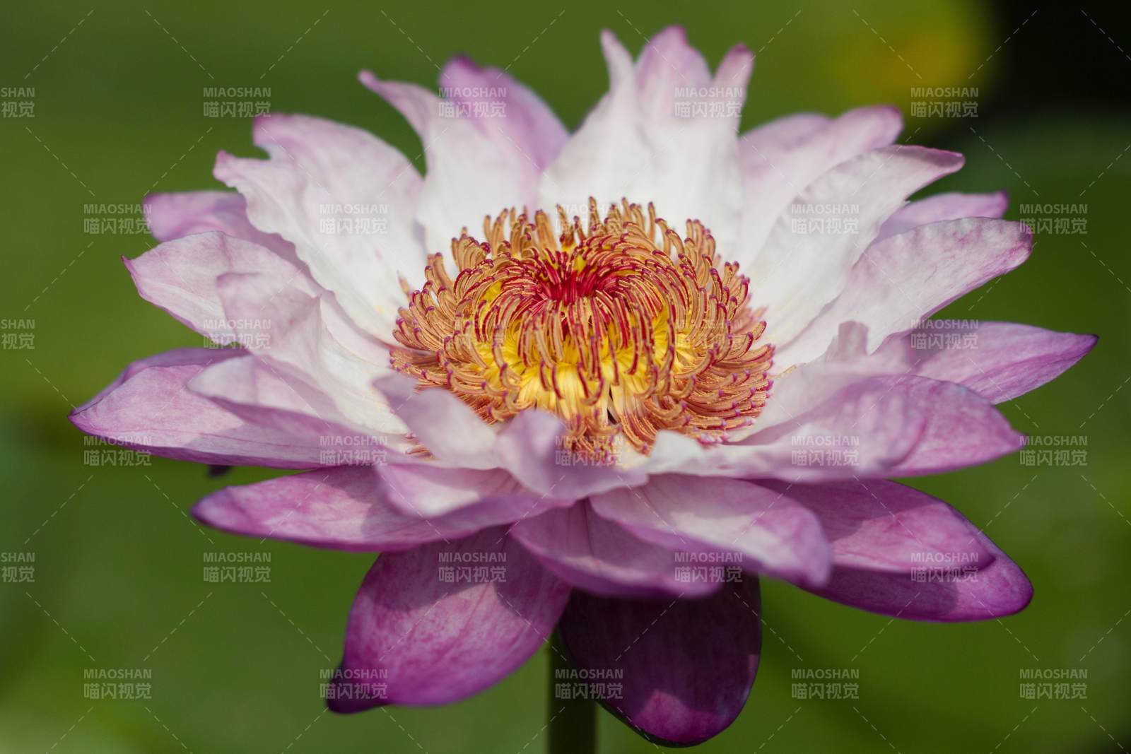 粉色蓮花綻放之美