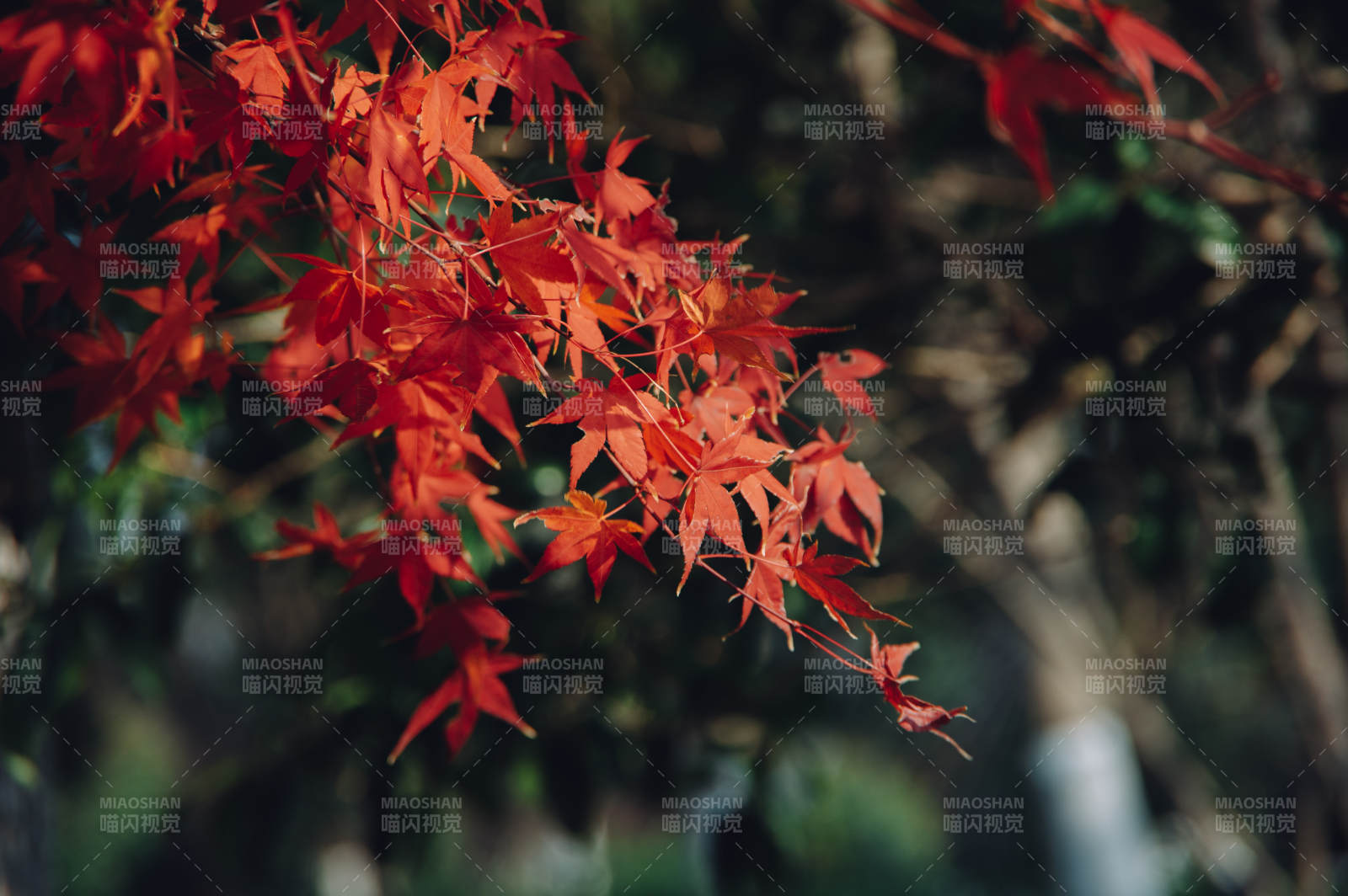 秋日紅葉映枝頭