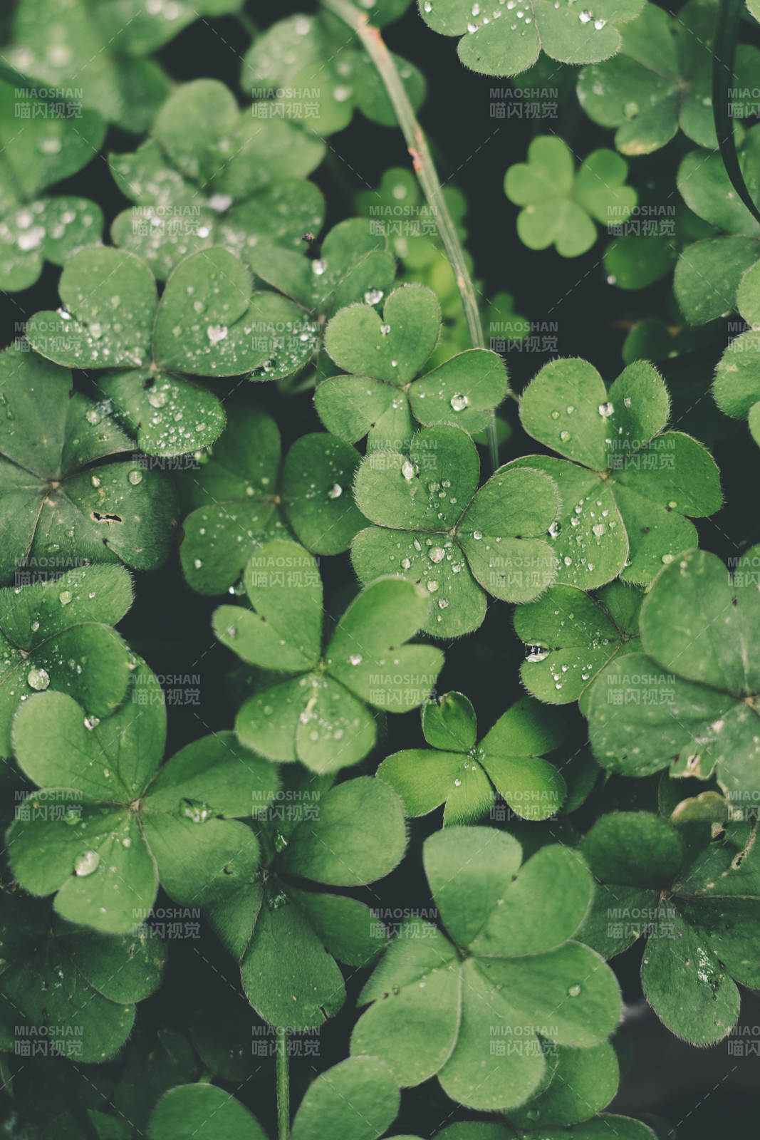 雨后四葉草的清新綠意