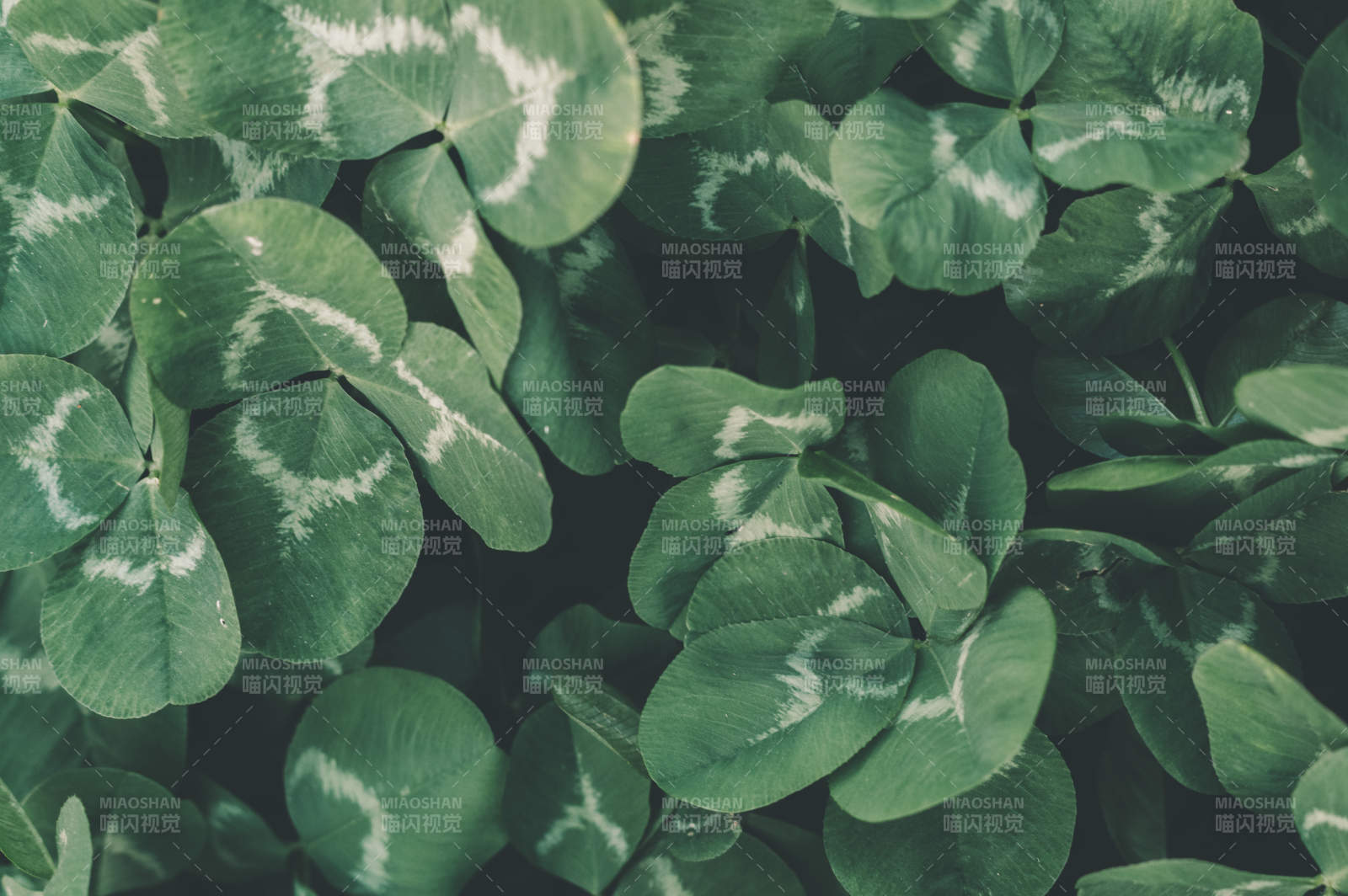 綠葉四葉草的自然之美