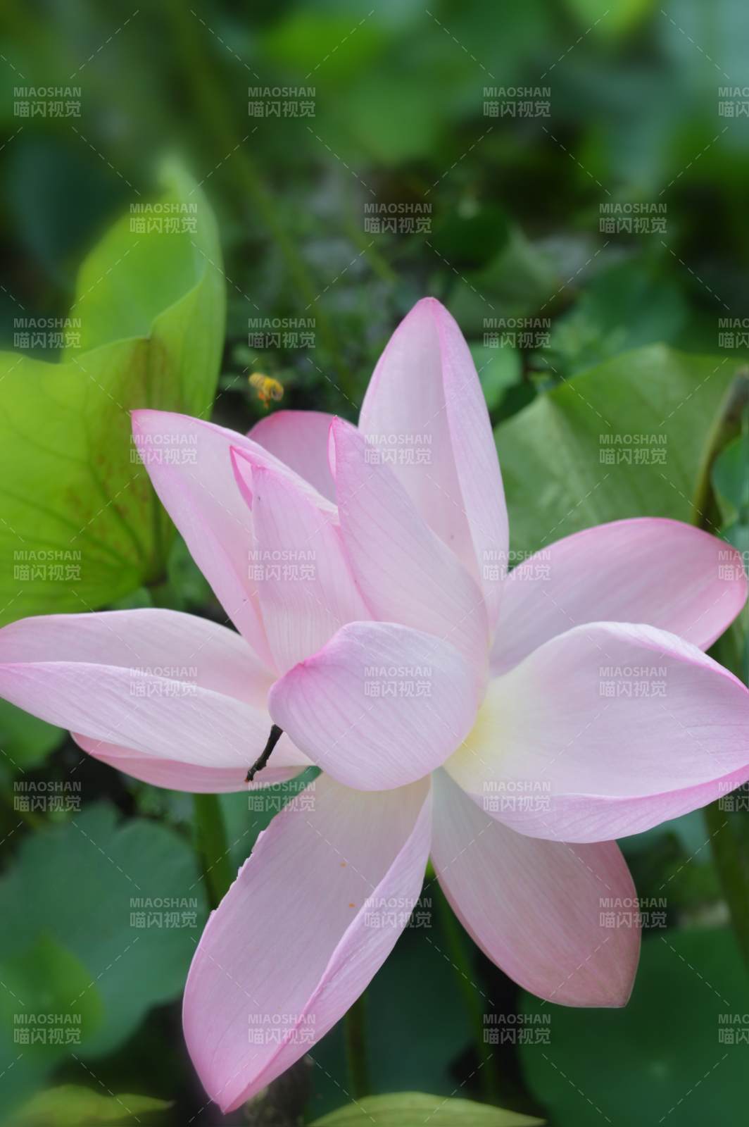 粉色蓮花綻放于綠葉間