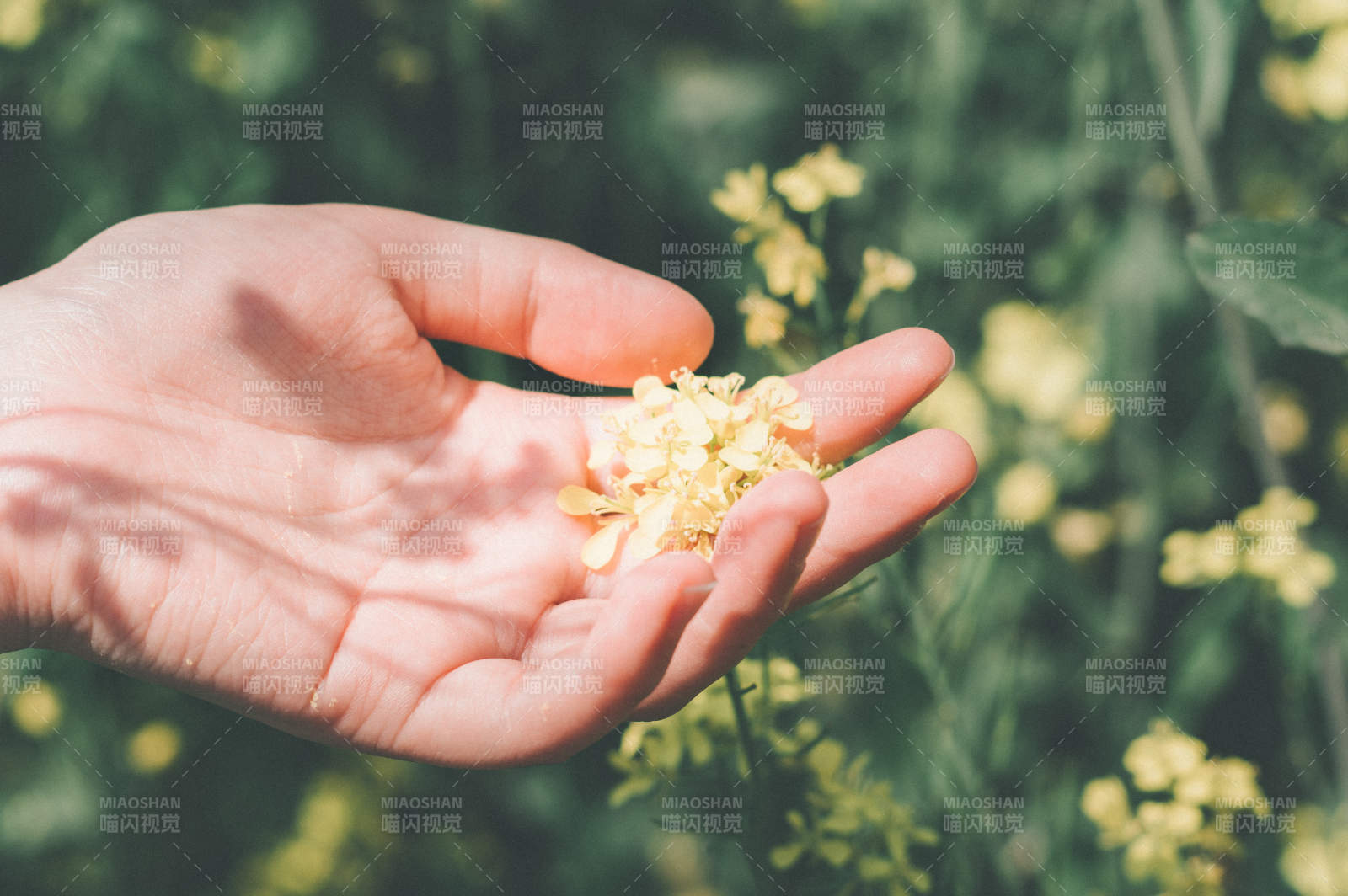 手捧花香 自然之美