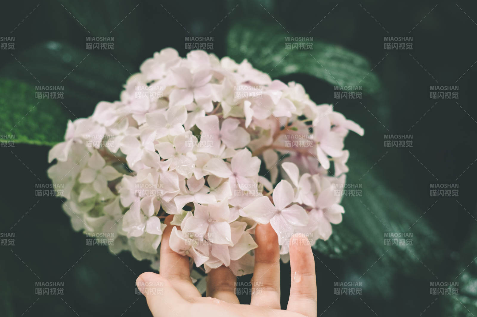 手捧淡雅繡球花