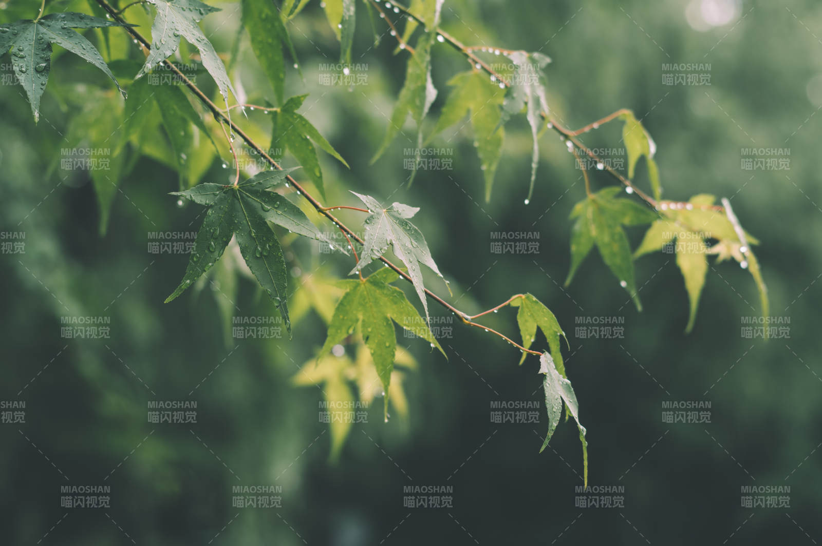 雨后綠葉清新自然景致