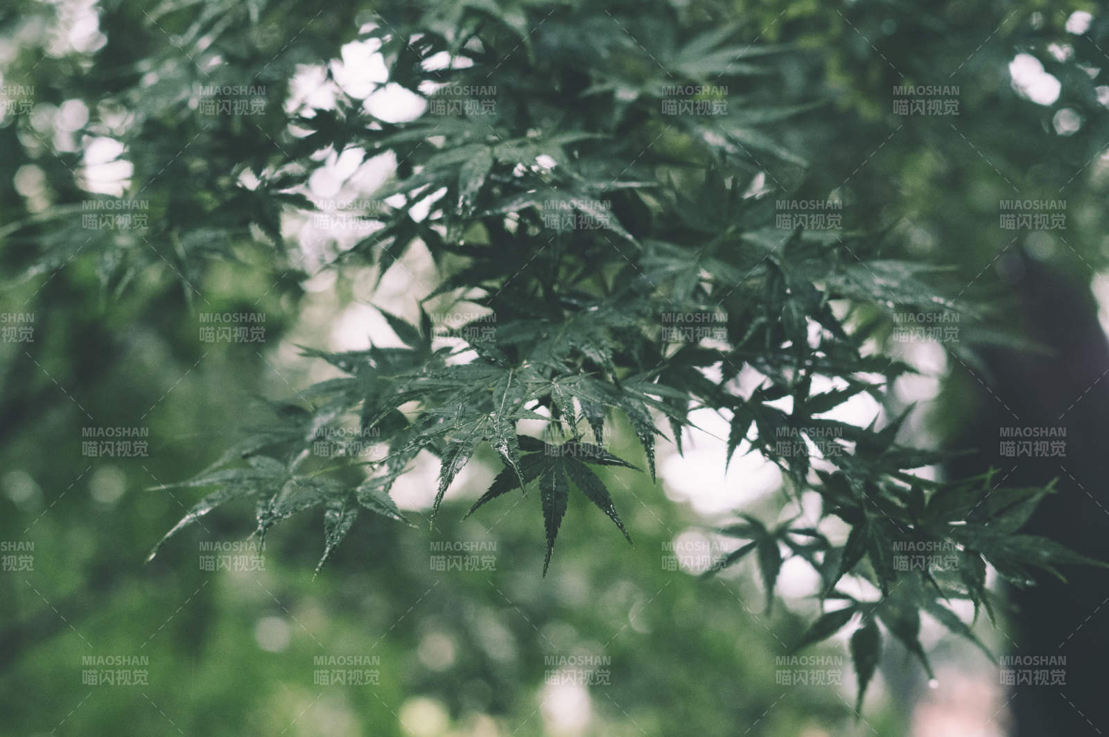 綠葉輕舞 自然之美