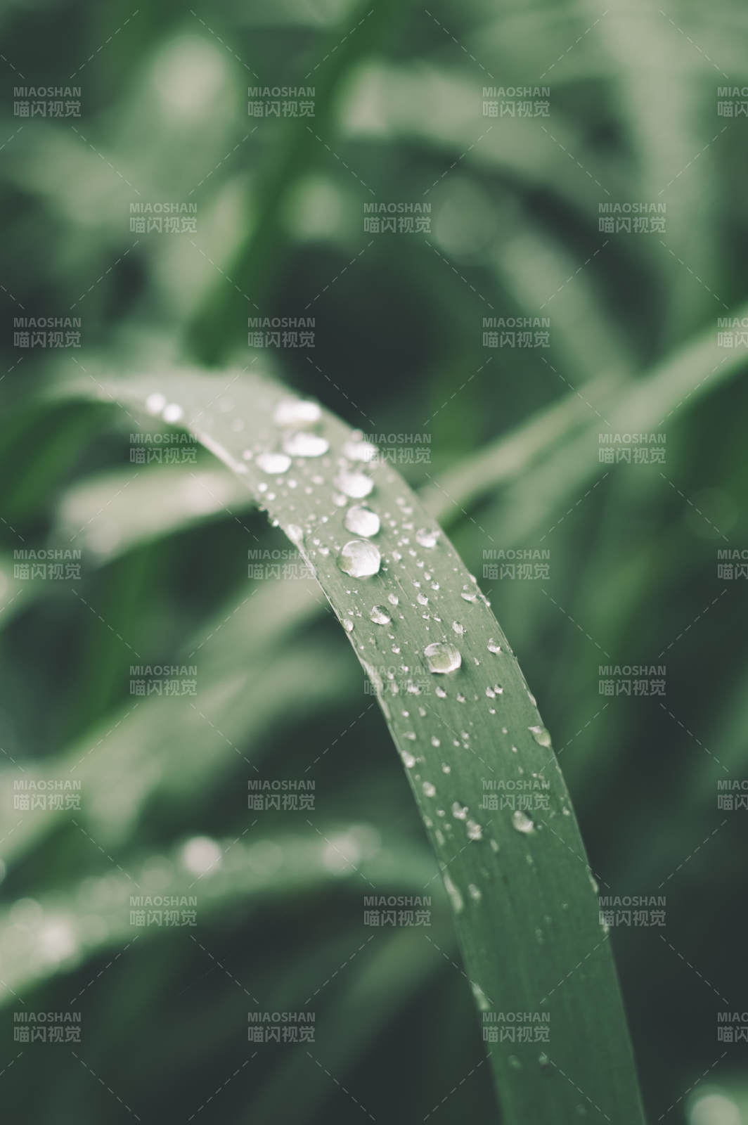 晨露滴草葉 清新自然景