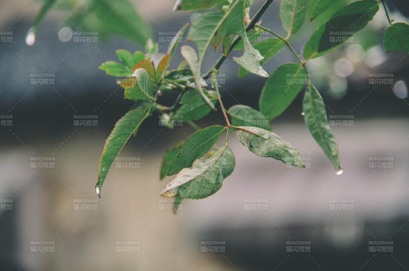 雨后綠葉上的水珠