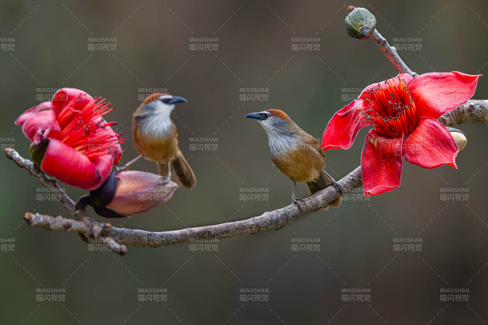 雙鳥(niǎo)棲枝賞紅花，廣西弄崗，紅頂鹛