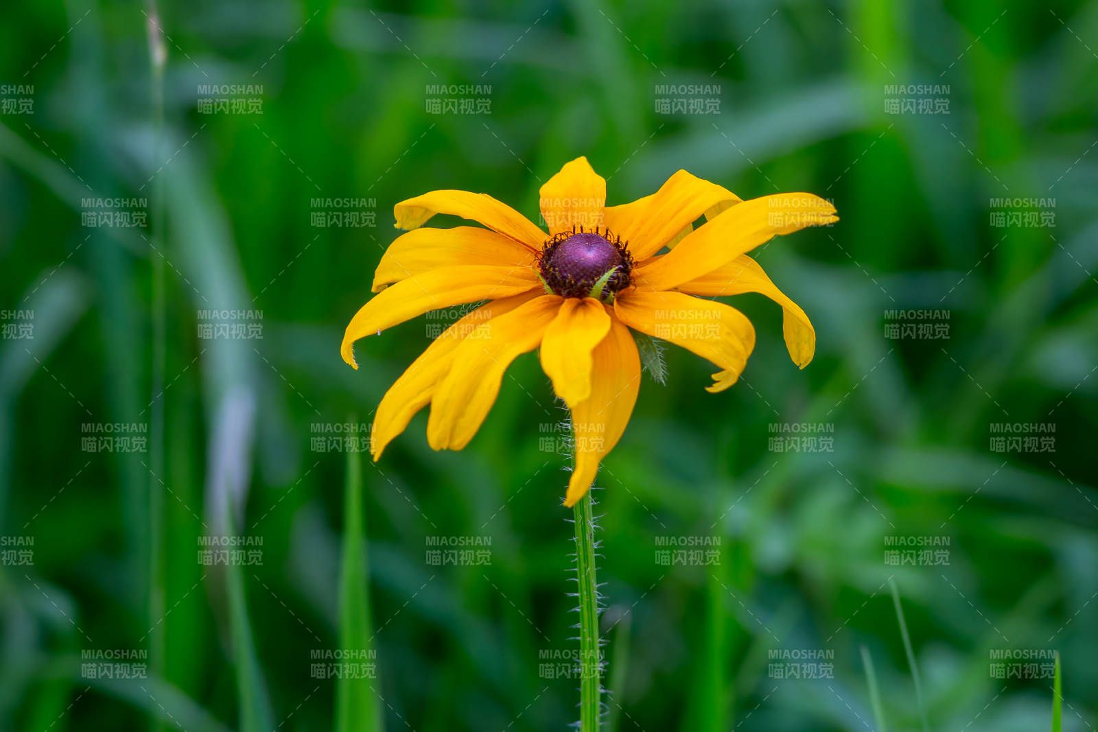 夏日黃花 綠草相伴