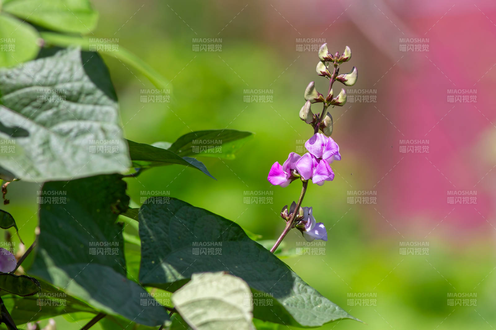 紫花豆莢 綠葉相伴