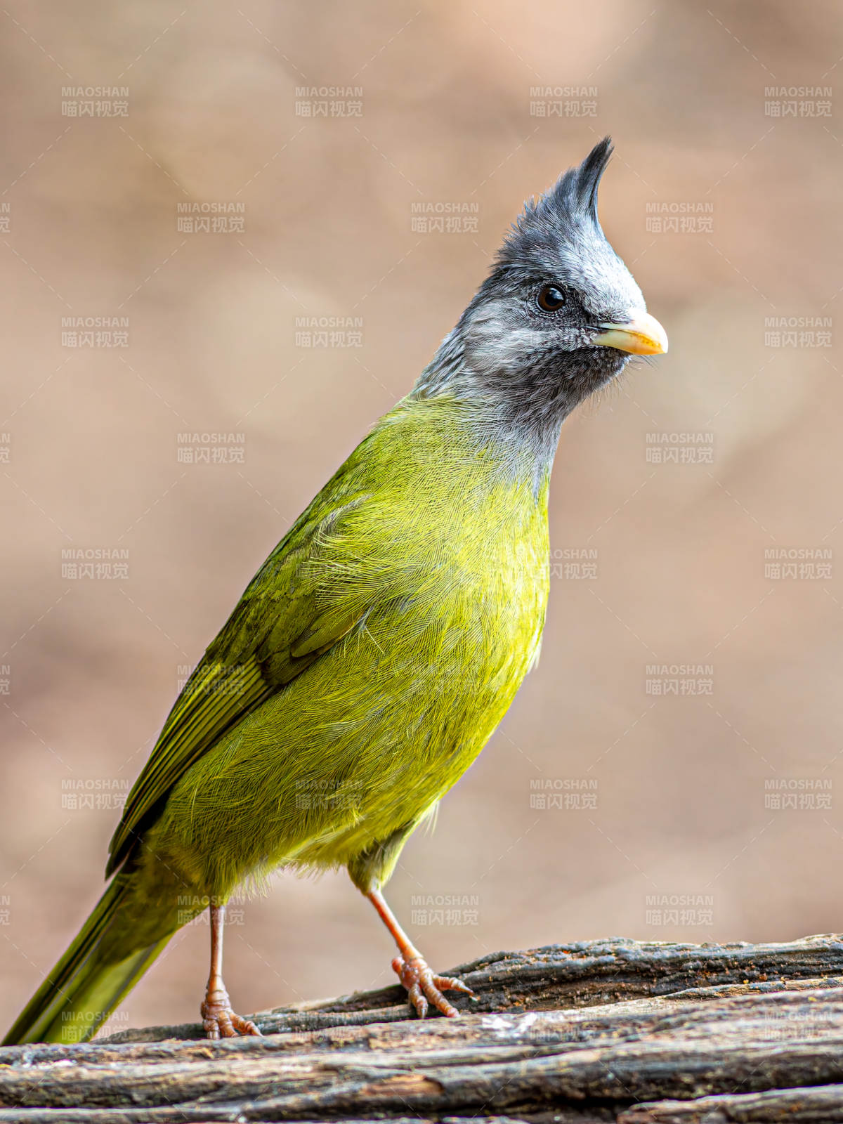 鳳頭雀嘴鵯