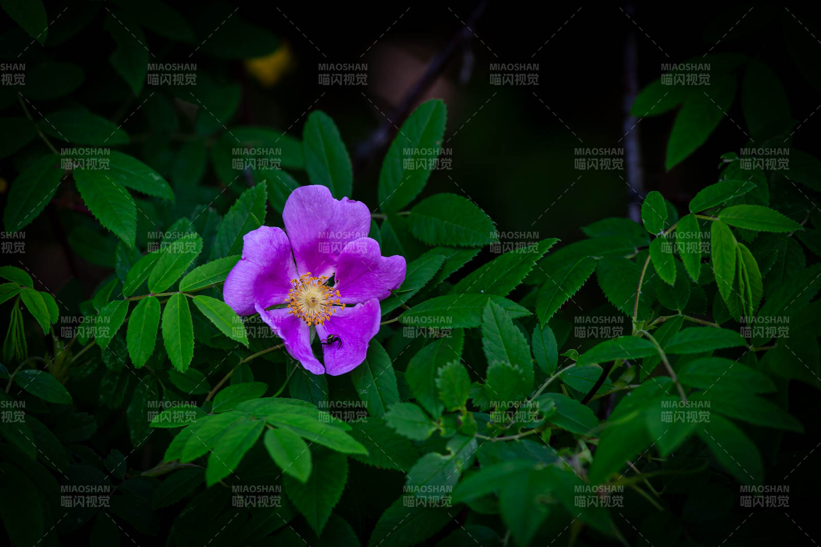 紫花綠葉 自然之美