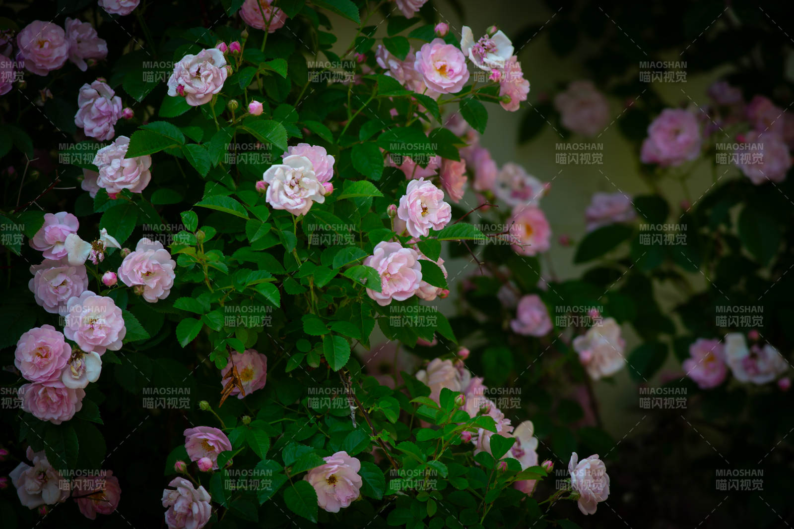 粉色薔薇花叢盛開